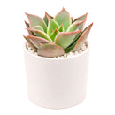 Echeveria Madiba