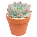 Echeveria Subsessilis Succulent - Echeveria Morning Beauty