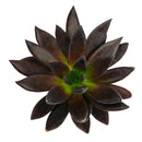 Echeveria 'New Black'