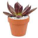 Echeveria Preta