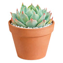 Echeveria Tolucensis