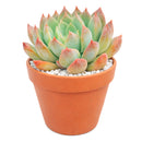 Echeveria Blue Wren