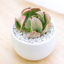 Echeveria Dark Vader