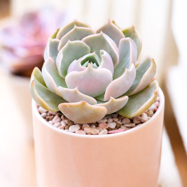 lotus shaped succulent Echeveria Lotus