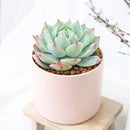 Echeveria Tolucensis