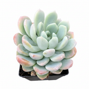 Echeveria Aurora