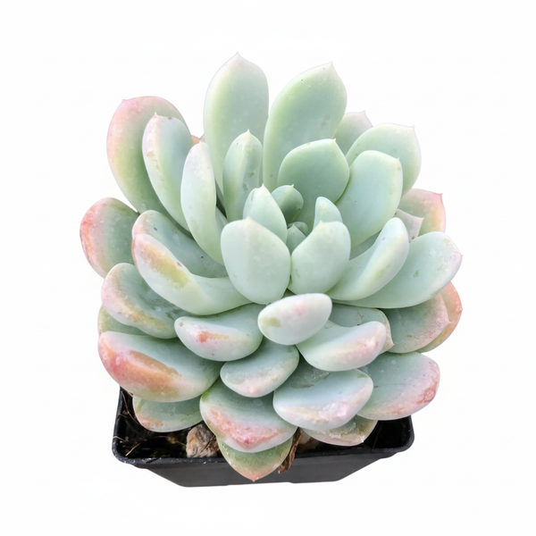 aurora blue succulent Echeveria Aurora
