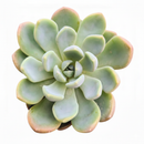 Echeveria Aurora