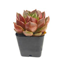 Echeveria 'Churro'