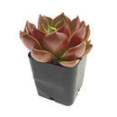 Echeveria 'Churro'