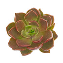 Echeveria 'Churro'