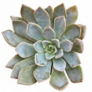 Echeveria Forte