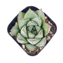 2 inch echeveria glory live succulent for sale, misty green and maroon echeveria hybrid in plastic pot, plump water-storing fleshy leaves in tight rosette form, produces yellow-coral spring and summer blooms