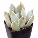 Echeveria 'Machete'