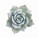 Echeveria peacockii - Peacock Echeveria