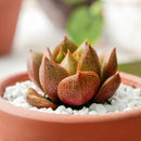 4 inch echeveria purpusorum rose a.berger succulent live succulent for sale, mid-size geometric rosette with bold reddish-brown spotted olive foliage, firm fleshy leaves with pointed apex and no powdery coating, slow-growing compact form ideal for sm