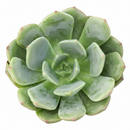 Echeveria Sofia