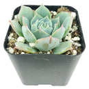 buy echeveria subalpina var. perote live succulent 2 inch online, powdery wax coated blue rosette with blush pink leaf tips, narrow upright pointed leaf form with architectural appeal, slow-growing rare variety with striking frosty appearance, drought tolerant and beginner-friendly succulent, stunning display plant for sunny shelves or window ledges, an exceptional rare succulent gift for collectors and succulent lovers