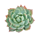 Echeveria Tolucensis