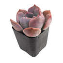 Echeveria Agyntha