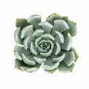 Echeveria ‘Allegra’