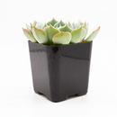 Echeveria ‘Allegra’