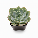 Echeveria ‘Allegra’
