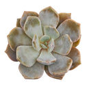 Echeveria 'Asante Sana'