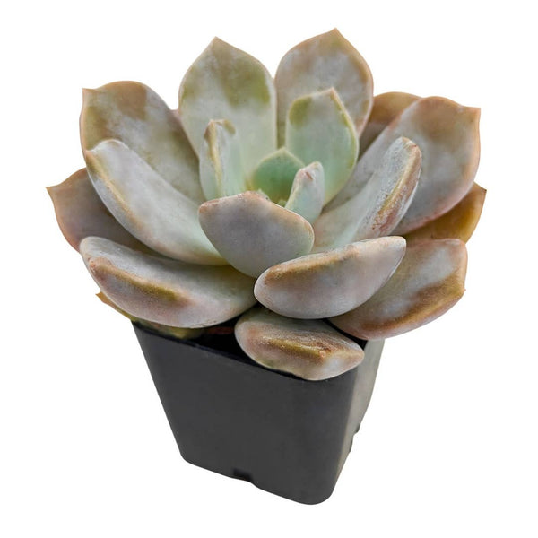 Echeveria 'Asante Sana' - Fairy Wash Echeveria Rosette Succulent