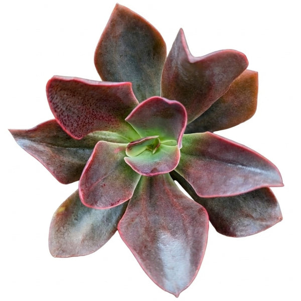 Echeveria 'Autumn Flame' Live Plant | Fiery Red Variegated Echeveria 'Autumn Flame' Live Plant | Fiery Red Variegated