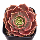 Echeveria 'Brown Rose'