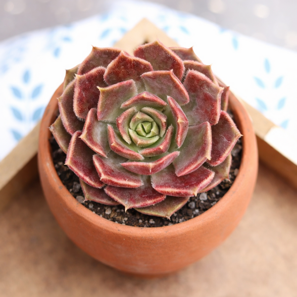copper rose succulent Echeveria 'Brown Rose'