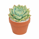 Echeveria 'Carino'