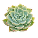 Echeveria 'Carino'