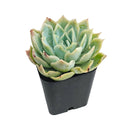 Echeveria 'Carino'