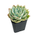 Echeveria 'Carino'