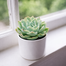 Echeveria 'Carino'