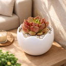 Echeveria 'Churro'