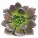 Echeveria Dark Rose