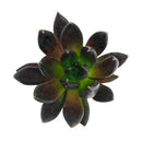 Echeveria Dark Rose