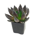 Echeveria Dark Rose