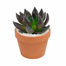 Echeveria Dark Rose