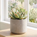 Echeveria 'Emerald'