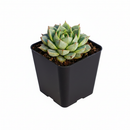 Echeveria Fabiola