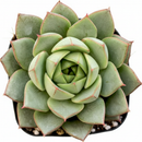 Echeveria Fabiola