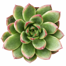 Echeveria 'Fiesta'