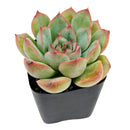 Echeveria Hercules