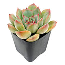 Echeveria Hercules