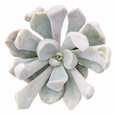 Echeveria 'Lilac Spoon'