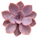 Echeveria 'Linn'
